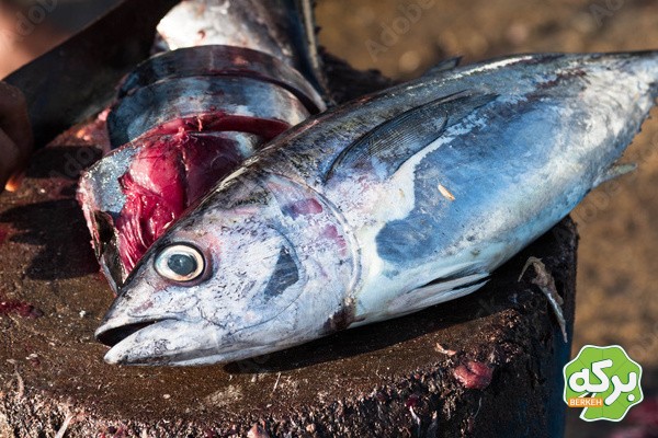 پخش عمده تن ماهی در بازار - برکه فود