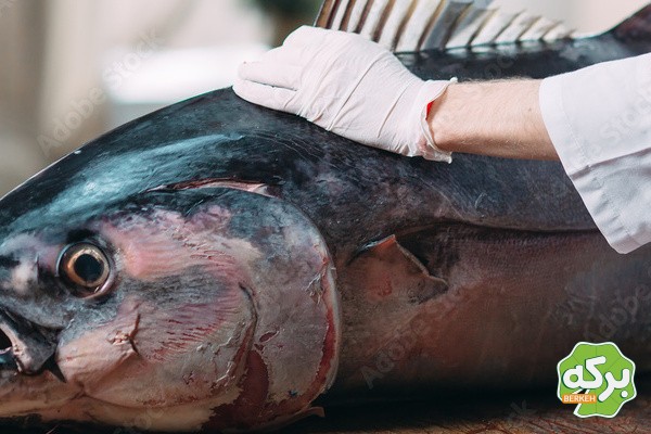 پخش عمده تن ماهی در بازار