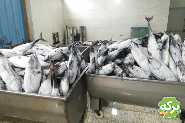 خرید تن ماهی با قیمت اقتصادی