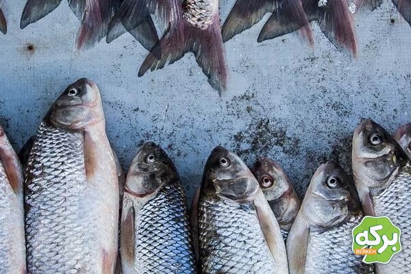 فرآوری تن ماهی با بهترین کیفیت - برکه فود