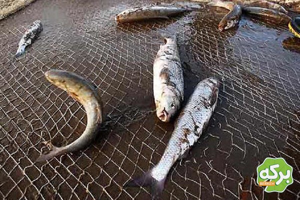 تولید تن ماهی مرغوب چگونه است + نکات مهم