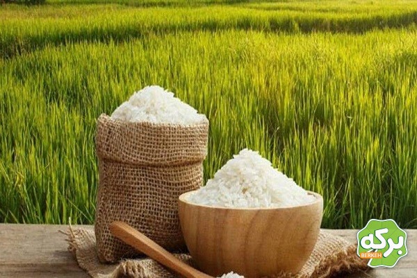بهترین روش ها برای نگهداری برنج تازه در منزل